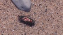 Glistening Red Beetle On Beach