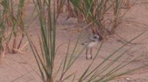 Piping Plover Chick Running Through Beach Grass, Ducking Beneath