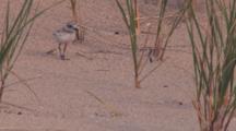 Piping Plover Chick Enters, Pauses, Moves On On Beach