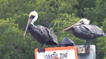 Brown Pelicans On Manatee Zone Sign,Windy Day