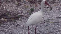 White Ibis Walking Along Shoreline