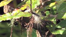 White, Long Haired Caterpillar Working Its Way Up Twig
