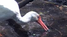 White Ibis Feeding In Swamp