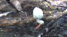 White Ibis Feeding In Swamp