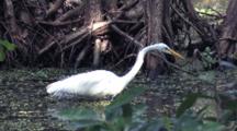 Great Egret Fishing In Swamp, Watches Prey Under Water, Passes Up