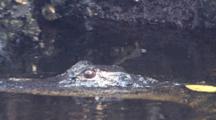 Florida Alligator Swims Off Bank, Around Bend To Hide Beneath Cypress