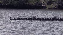 Two Large Flocks Of Coots, Flapping, Flying, Swimming,  Combining Together On Lake In Florida Everglade
