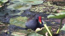 Common Moorhen, Feeding In Shallow Water, Eating Water Plants