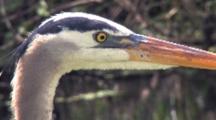 Great Blue Heron, Close Up Face, Eye
