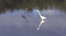 Great Egret Walking In Shallow Water, Joins Tri-Colored Heron