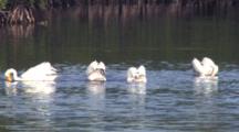 White Pelicans Fishing Together In Shallow Water