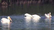 White Pelican Fishing, Another Enters, Swims Past