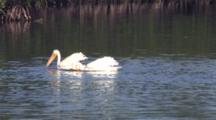 White Pelicans Fishing
