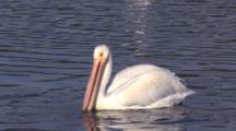 White Pelican Swimming, Fishing