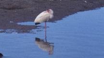 White Ibis, Resting On One Leg, Merganzer Swims Past, Fishing