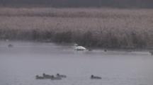 Trumpeter Swan Preening Among Ducks, Raft Of Ducks Passes By In Front
