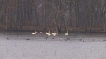 Trumpeter Swans And Ducks, Mingling In Mississippi River