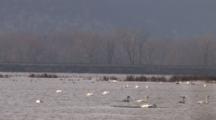 Line Of Trumpeter Swans With Cygnets, Swimming Past Others Sleeping, Upper Mississippi Flyway