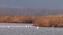 Trumpeter Swans With Cygnets Feeding In River Bottom, Upper Mississippi Flyway