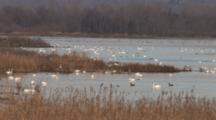 Trumpeter Swans, Canada Geese,  Resting, Migrating, Upper Mississippi Flyway