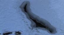 Otter Tracks In Snow Leading To Opening In Frozen River, Minnesota