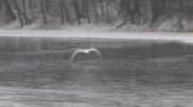 Trumpeter Swan Lifting Off, Flying Over River, Ice At Edges