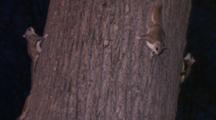 Northern Flying Squirrels, Interacting On Tree, Chasing, Mating