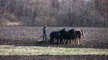Amish Plow Team, Four Draft Horses Abreast