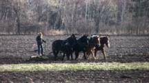 Amish Plow Team, Four Draft Horses Abreast
