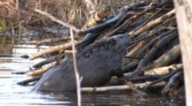 American Beaver Working, Zoom, Trying To Get Stick Onto Lodge Wall