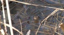 Wood Frog Sitting In Pond, Head Only Above Water