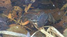 Two Wood Frog Males, Competing, Clasping Dead Female, Large Water Beetle Beneath