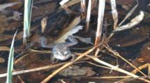 Wood Frog In Pond, Croaks, Exits
