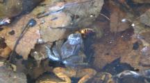 Wood Frog Male, Clasping Dead Female, Water Bug Eating Female