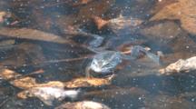 Wood Frog Drifting On Surface Of Pond, Kicks One Leg, Exits