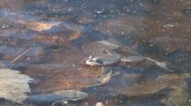 Wood Frog Drifting On Surface Of Pond, Another Enters, Bumps, Exits