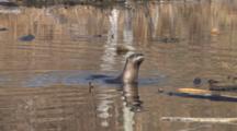 Northern River Otter, Swimming, Puts Head Beneath Surface, Then Raises Up Out Of Water, Exits