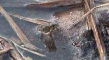 Spring Peeper Frog, Sitting At Pond's Edge, Insect Burrowing Into Mud In Front