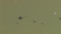Water Bugs, Boatmen, Pair Swimming With Wood Frog Tadpoles In Pond, Exit