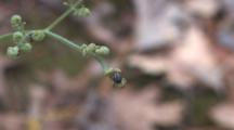 Female American Dog Tick Waiting On Leaf Edge For Host, Ant Crawling Beside
