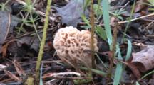 Morel Mushroom Growing Among Leaf Litter And Grasses