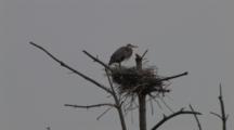 Great Blue Heron On Nest With Chicks, Adult Repositioning Nest Materials