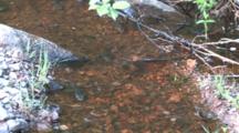 Small Creek Habitat, Zoom To Fish Spawning On Gravel Bed
