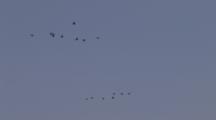 Cormorants Flying In Flocks Over Lake Superior
