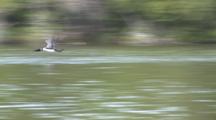 Common Loon Running Across Water To Lift Off, Flies