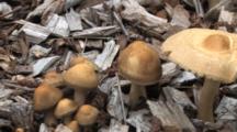 Mushroom Colony Growing In Wood Mulch