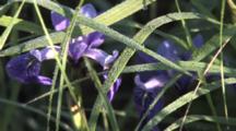 Dew On Grass, Early Morning, Wild Iris Beneath