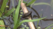 Wood Frog Froglet, Just Emerging From Pond And Tadpole Life