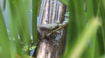 Green Frog, Sitting On Stem Of Submerged Water Plant