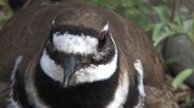 Killdeer, Close Up Face, Looking Back & Forth, Calling, Zoom To View W/Nest Behind